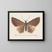 Aquarell der Entomologie Pl152 - George Hudson — gerahmtes Bild an der Wand