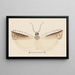 Entomologie Aquarell Pl155 - George Hudson — gerahmtes Bild an der Wand