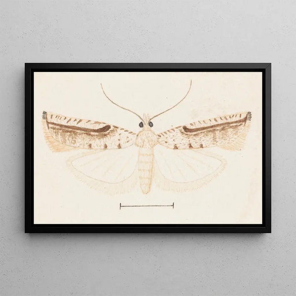 George Hudson - Entomology watercolour Pl156.webp
