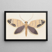 Entomologie Aquarell Pl157 - George Hudson — gerahmtes Bild an der Wand