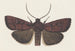 Entomologie Aquarell Pl160 - George Hudson — Ansicht des Kunstwerks