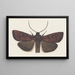 Entomologie Aquarell Pl160 - George Hudson — gerahmtes Bild an der Wand