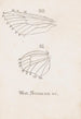 Aquarell entomologisch Pl164 - George Hudson — Ansicht des Kunstwerks