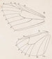 Aquarell der Entomologie Pl165 - George Hudson — Ansicht des Kunstwerks