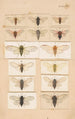 Original handbemalt für Fragmente der neuseeländischen Entomologie, Tafel XV - George Hudson — Ansicht des Kunstwerks