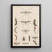 Handgemaltes Original-Gemälde für das neuseeländische Insektenkunde-Handbuch, Planche V - George Hudson — gerahmtes Bild an der Wand