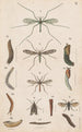 Handgemaltes Original-Gemälde für das neuseeländische Insektenkunde-Handbuch, Planche V - George Hudson — Ansicht des Kunstwerks
