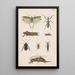 Original handbemaltes Gemälde für das Handbuch der neuseeländischen Entomologie, Tafel XVII - George Hudson — gerahmtes Bild an der Wand