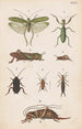 Original handbemaltes Gemälde für das Handbuch der neuseeländischen Entomologie, Tafel XVII - George Hudson — Ansicht des Kunstwerks