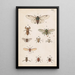 Original handbemalt für das Handbuch der neuseeländischen Entomologie, Tabelle XX - George Hudson — gerahmtes Bild an der Wand