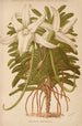 Dictionnaire pratique d'horticulture Pl03 - George Nicholson — Ansicht des Kunstwerks