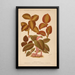 Dictionnaire pratique d'horticulture Pl04 - George Nicholson — gerahmtes Bild an der Wand