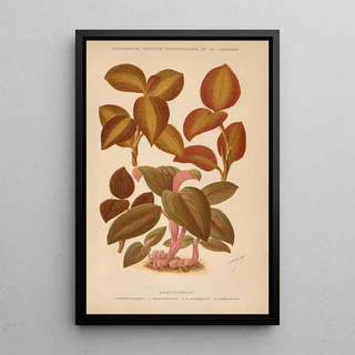 George Nicholson - Dictionnaire pratique dhorticulture Pl04.webp