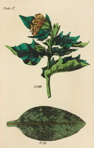 George Sampson Valentine Wills - A Manual of Vegetable Materia Medica Pl06.webp