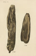 Ein Handbuch der pflanzlichen Medizin Pl18 - George Sampson Valentine Wills — Ansicht des Kunstwerks