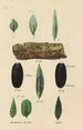 Reproduktion des Gemäldes Ein Handbuch der pflanzlichen Medizin Pl22 - George Sampson Valentine Wills