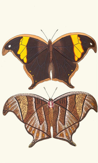 George Shaw - Arcesilaus.webp