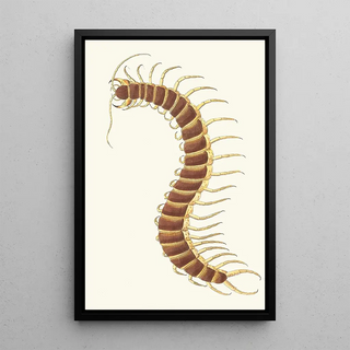 George Shaw - Centipede.webp