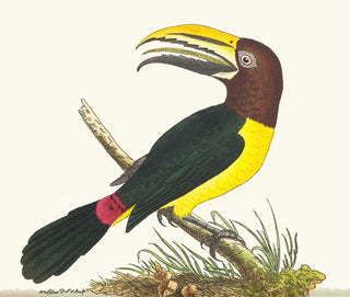 Toucan grün - George Shaw — Ansicht des Kunstwerks