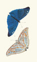 Papilio Adonis - George Shaw — Ansicht des Kunstwerks