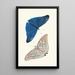 Papilio Adonis - George Shaw — gerahmtes Bild an der Wand