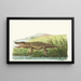 Krokodil von Saint-Domingue - George Shaw — gerahmtes Bild an der Wand