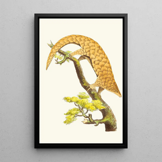 George Shaw - THE FIVETOED MANIS.webp