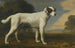 Der weiße Hund von Viscount Gormanston - George Stubbs — Ansicht des Kunstwerks