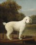 Caniche weiß in einem Punkt - George Stubbs — Ansicht des Kunstwerks