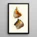 Trochus turbinas Trochus articulatus - Georges Servain — gerahmtes Bild an der Wand