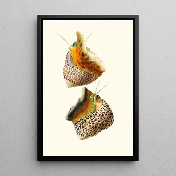 Trochus turbinas Trochus articulatus - Georges Servain — gerahmtes Bild an der Wand