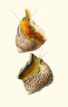 Trochus turbinas Trochus articulatus - Georges Servain — Ansicht des Kunstwerks