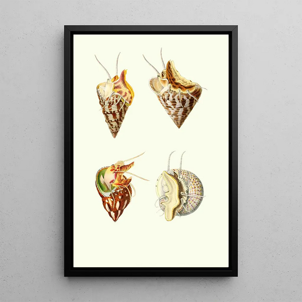 Trochus minutus Trochus conulus Phasianella pullus Trochus divaricatus - Georges Servain — gerahmtes Bild an der Wand