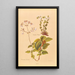 Calceolaria Sinclairii - Georgina Burne Hetley — gerahmtes Bild an der Wand
