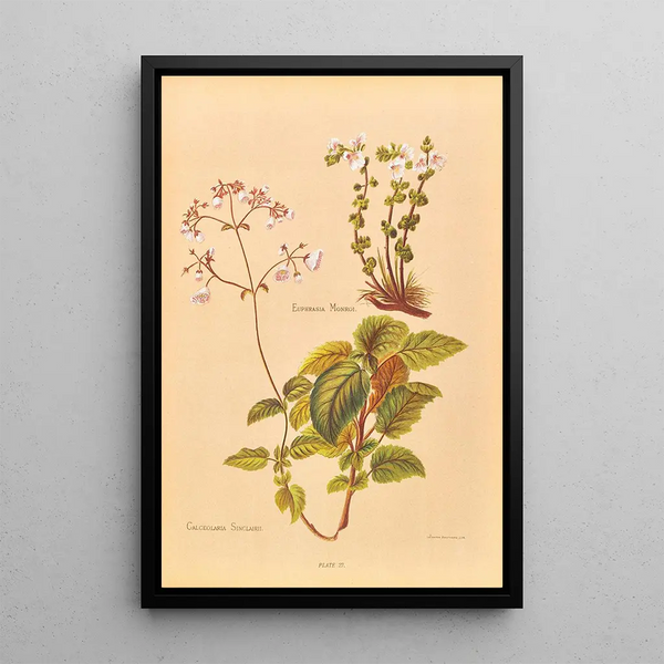 Calceolaria Sinclairii - Georgina Burne Hetley — gerahmtes Bild an der Wand