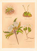 Celmisia longifolia Celmisia glandulosa Olearia ilicifolia - Georgina Burne Hetley — Ansicht des Kunstwerks