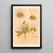 Celmisia longifolia Celmisia glandulosa Olearia ilicifolia - Georgina Burne Hetley — gerahmtes Bild an der Wand