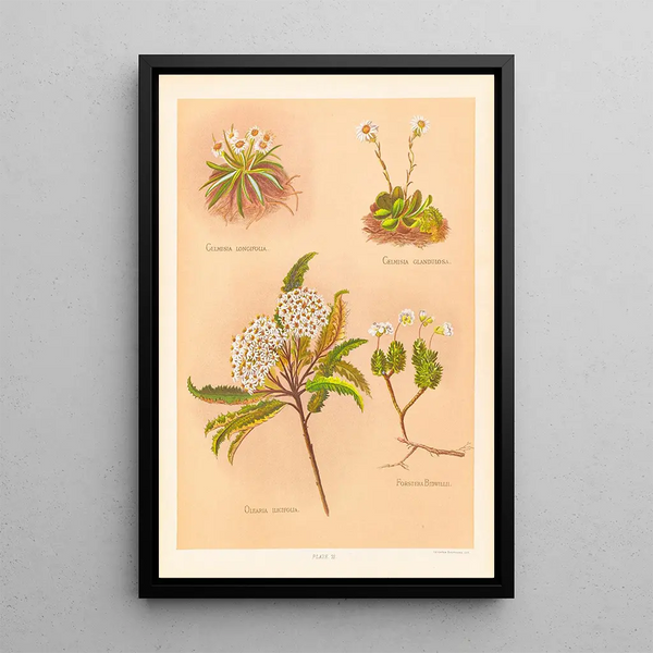 Celmisia longifolia Celmisia glandulosa Olearia ilicifolia - Georgina Burne Hetley — gerahmtes Bild an der Wand