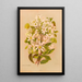 Clematis indivisa - Georgina Burne Hetley — gerahmtes Bild an der Wand