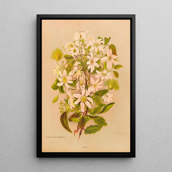 Clematis indivisa - Georgina Burne Hetley — gerahmtes Bild an der Wand