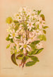 Clematis indivisa - Georgina Burne Hetley — Ansicht des Kunstwerks