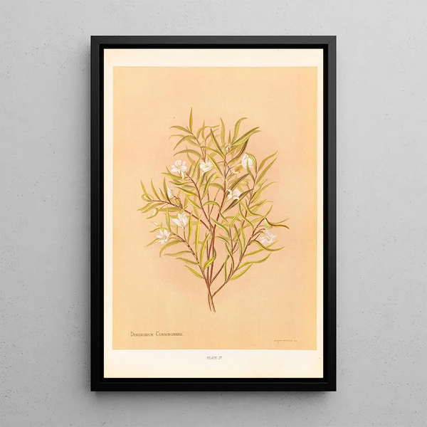 Denrobium cunninghamii - Georgina Burne Hetley — gerahmtes Bild an der Wand
