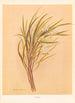 Earina mucronata - Georgina Burne Hetley — Ansicht des Kunstwerks