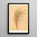 Earina mucronata - Georgina Burne Hetley — gerahmtes Bild an der Wand