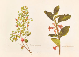 Fuchsia procumbens - Georgina Burne Hetley — Ansicht des Kunstwerks