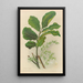 KoheKohe - Georgina Burne Hetley — gerahmtes Bild an der Wand