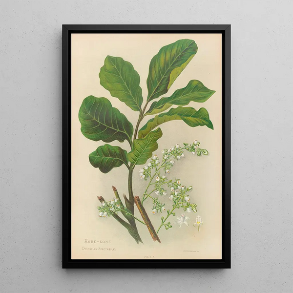 KoheKohe - Georgina Burne Hetley — gerahmtes Bild an der Wand
