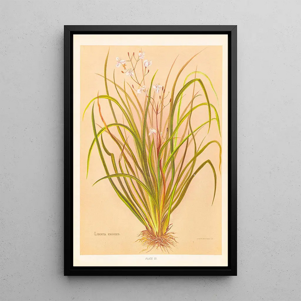 Libertia exioides - Georgina Burne Hetley — gerahmtes Bild an der Wand
