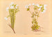 Linum monogynum - Georgina Burne Hetley — Ansicht des Kunstwerks