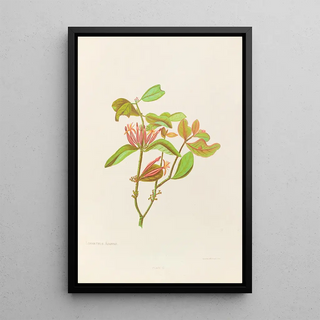 Georgina Burne Hetley - Loranthus Adamsii.webp